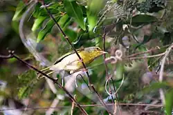 Streepkeeljery (Neomixis striatigula)