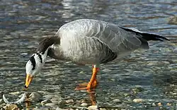 Indische gans(Anser indicus)