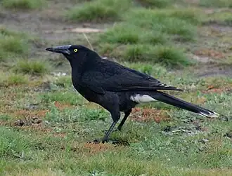 Tasmaanse ondersoort (S. v. arguta)