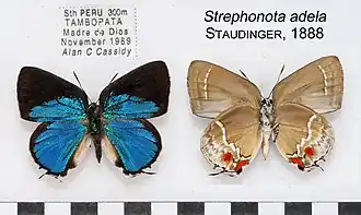 Strephonota adela