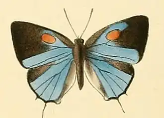 Strephonota tephraeus