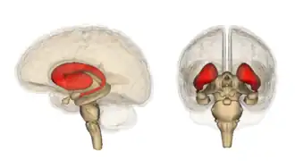 Corpus striatum