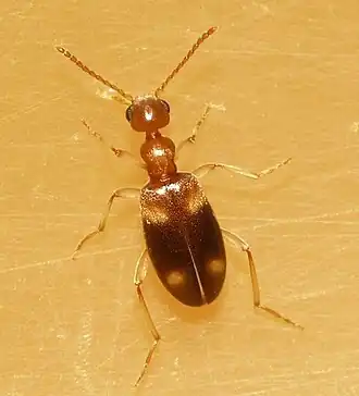Stricticollis tobias