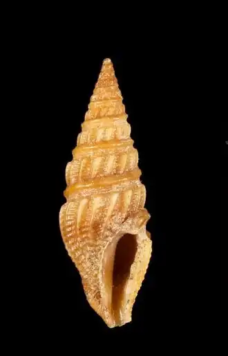 Strictispira redferni