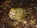 Kakapo (Strigops habroptilus)