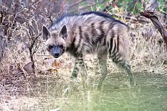 Gestreepte hyena