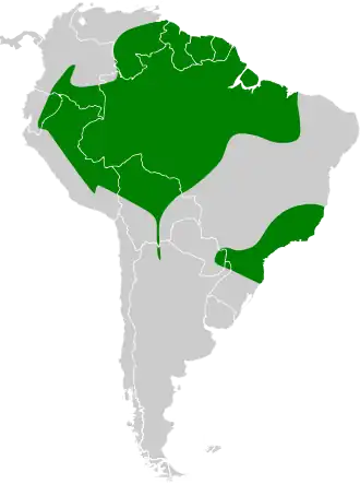 Zwartgestreepte bosuil