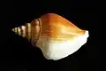 Strombus canarium