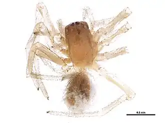 Strotarchus piscatorius