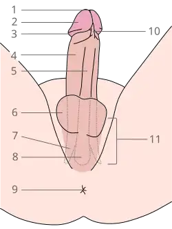 Structuur van de menselijke penis: 1 Meatus (mond urinebuis), 2 Eikel, 3 Corona glandis van de eikel, 4 Corpus cavernosum penis, 5 Corpus spongiosum penis, 6 Scrotum, 7 Crus penis, 8 Bulbus penis, 9 Anus 10 Frenulum praeputii penis van de voorhuid, 11 Wortel van de penis.