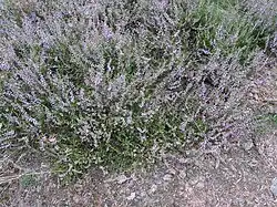 Dwergstruik van struikhei