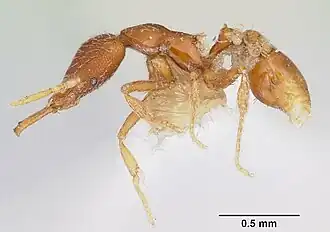 Strumigenys geminata