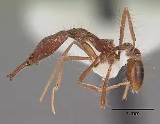 Strumigenys magnifica