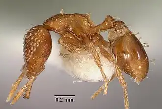 Strumigenys omalyx