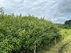 Een struweel met veel koebraam