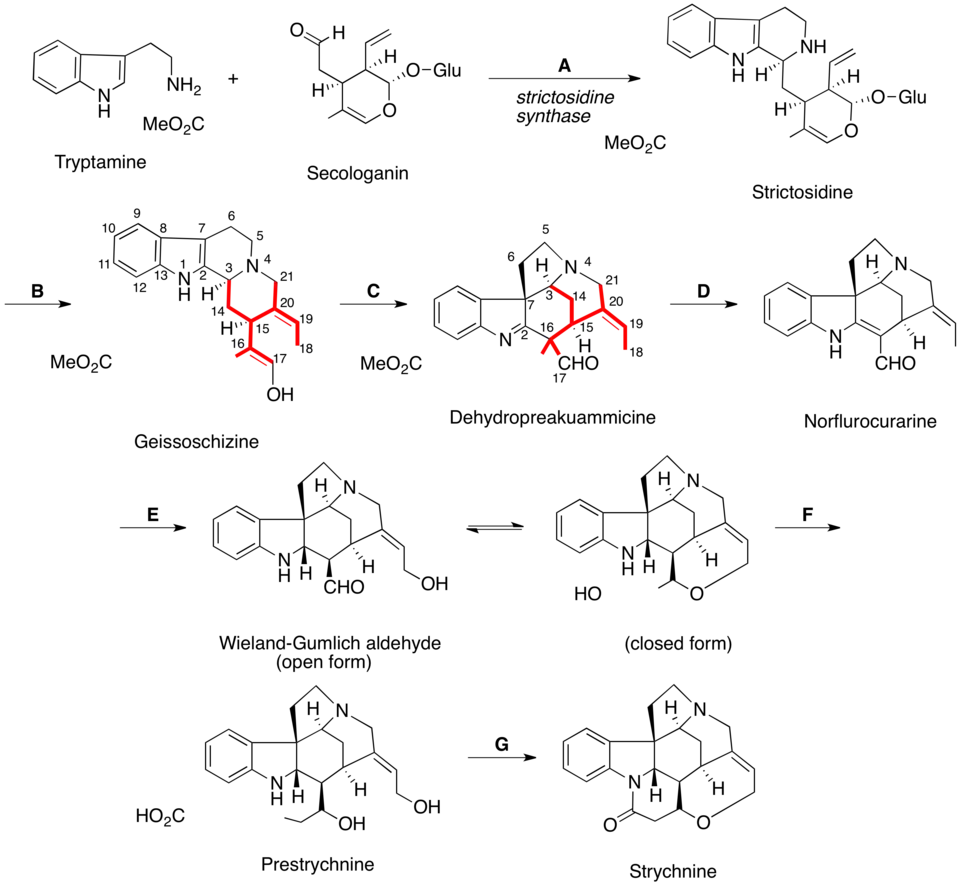 Biosynthese van strychnine