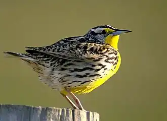 Geelkaakweidespreeuw