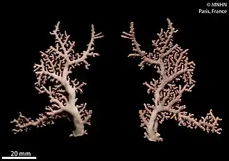 Stylaster sanguineus