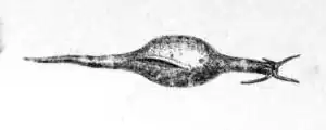 Stylocheilus longicauda
