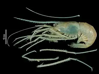 Stylodactyloides crosnieri