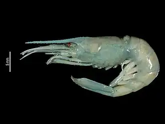 Stylodactylus profundus