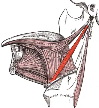 Musculus stylohyoideus