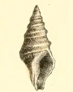 Suavodrillia kennicotti