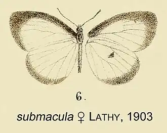 Liptena submacula