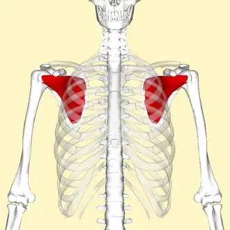 Musculus subscapularis (rood)