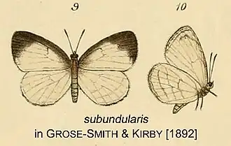 Liptena subundularis