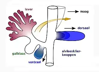 Leverknop (galblaas) en dorsale en ventrale alvleesklierknoppen