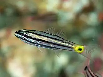 Cheilodipterus intermedius