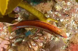 Suezichthys aylingi