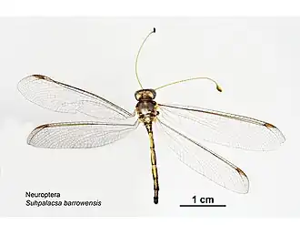 Suhpalacsa barrowensis