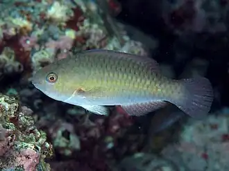 Scarus rivulatus