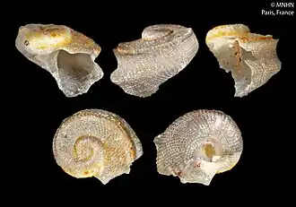 Sukashitrochus estotiensis