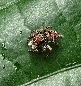 Sumampattus quinqueradiatus