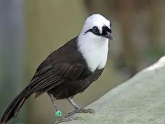 Zwart-witte lijstergaai