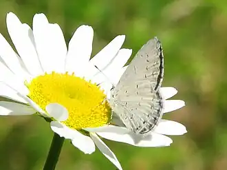 Celastrina neglecta