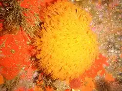 Malacacanthus capensis