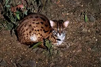 Prionailurus javanensis