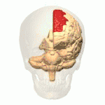 In deze animatie is zowel de gyrus frontalis superior (lateraal oppervlak) als de gyrus frontalis medialis (mediaal oppervlak) in rood weergegeven.