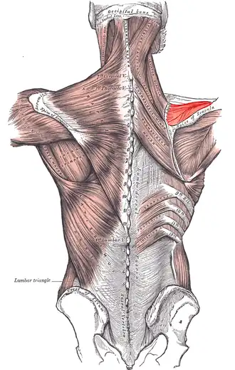 plaats van de musculus supraspinatus
