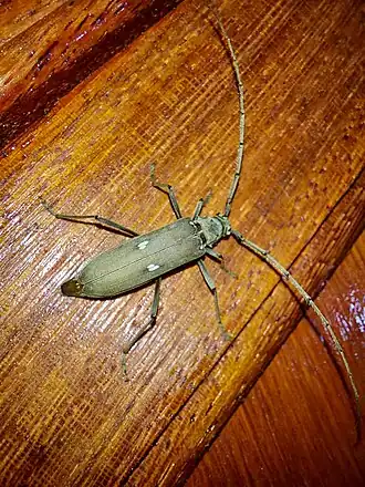 Susuacanga octoguttata