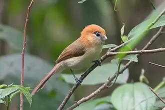 Witkeeldiksnavelmees