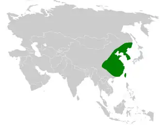 Bruinkopdiksnavelmees