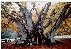 Oude beuk, Gjerrild, Jutland