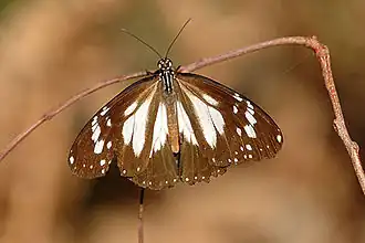 Danaus affinis