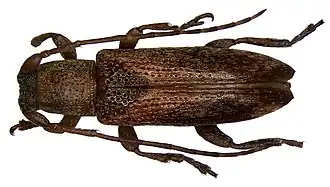 Sybra triangularis