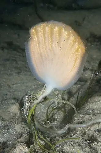 Sycozoa murrayi